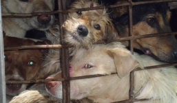 Kinh hoàng Việt Nam giết 5 triệu con chó/năm để ăn nhậu